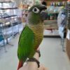 Jenday Conures, hand-fed conure, tame Jenday Conure, intelligent exotic parrot, vaccinated conure, domestic parrot shipping, international parrot shipping, The Parrots Exotic Store