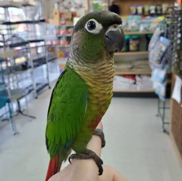 Jenday Conures, hand-fed conure, tame Jenday Conure, intelligent exotic parrot, vaccinated conure, domestic parrot shipping, international parrot shipping, The Parrots Exotic Store