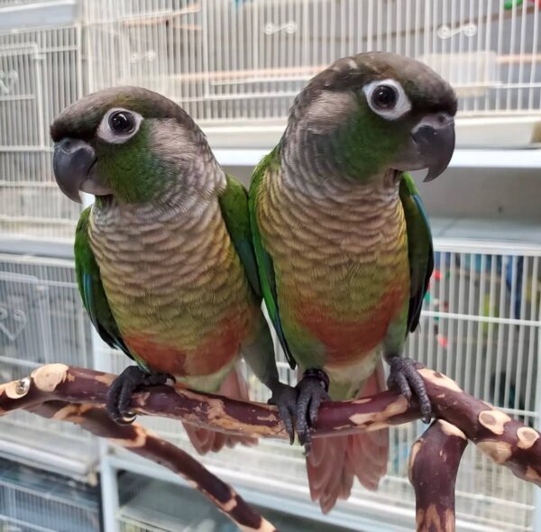Jenday Conures, hand-fed conure, tame Jenday Conure, intelligent exotic parrot, vaccinated conure, domestic parrot shipping, international parrot shipping, The Parrots Exotic Store