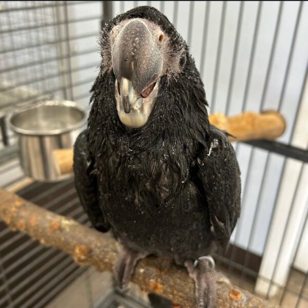 Red-Tailed Black Cockatoos, hand-fed cockatoo, tame Red-Tailed Black Cockatoo, intelligent exotic parrot, vaccinated cockatoo, domestic parrot shipping, international parrot shipping, The Parrots Exotic Store