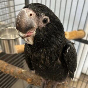 Red-Tailed Black Cockatoos, hand-fed cockatoo, tame Red-Tailed Black Cockatoo, intelligent exotic parrot, vaccinated cockatoo, domestic parrot shipping, international parrot shipping, The Parrots Exotic Store