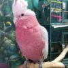 Rose-Breasted Cockatoos, hand-fed cockatoo, tame Rose-Breasted Cockatoo, intelligent exotic parrot, vaccinated cockatoo, domestic parrot shipping, international parrot shipping, The Parrots Exotic Store