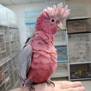 Rose-Breasted Cockatoos, hand-fed cockatoo, tame Rose-Breasted Cockatoo, intelligent exotic parrot, vaccinated cockatoo, domestic parrot shipping, international parrot shipping, The Parrots Exotic Store
