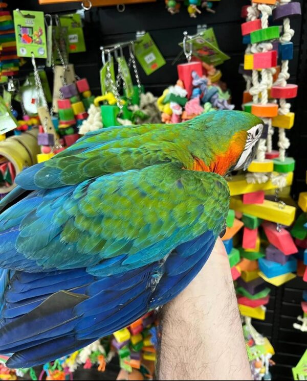 Catalina Macaw Parrots, hand-fed macaw, tame Catalina Macaw, intelligent exotic parrot, vaccinated macaw, domestic parrot shipping, international parrot shipping, The Parrots Exotic Store