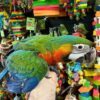Catalina Macaw Parrots, hand-fed macaw, tame Catalina Macaw, intelligent exotic parrot, vaccinated macaw, domestic parrot shipping, international parrot shipping, The Parrots Exotic Store