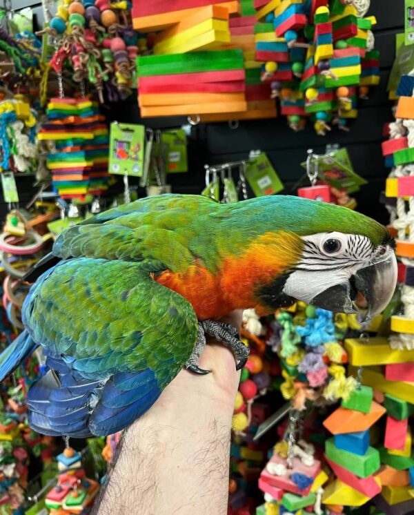 Catalina Macaw Parrots, hand-fed macaw, tame Catalina Macaw, intelligent exotic parrot, vaccinated macaw, domestic parrot shipping, international parrot shipping, The Parrots Exotic Store