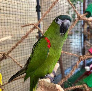 Hahn’s Macaws, hand-fed macaw, tame Hahn’s Macaw, intelligent exotic parrot, vaccinated macaw, domestic parrot shipping, international parrot shipping, The Parrots Exotic Store