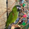 Hahn’s Macaws, hand-fed macaw, tame Hahn’s Macaw, intelligent exotic parrot, vaccinated macaw, domestic parrot shipping, international parrot shipping, The Parrots Exotic Store Hahn’s Macaws, hand-fed macaw, tame Hahn’s Macaw, intelligent exotic parrot, vaccinated macaw, domestic parrot shipping, international parrot shipping, The Parrots Exotic Store