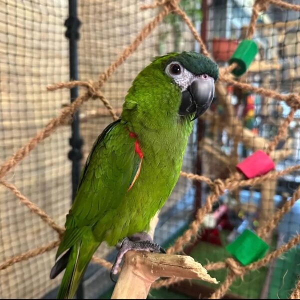 Hahn’s Macaws, hand-fed macaw, tame Hahn’s Macaw, intelligent exotic parrot, vaccinated macaw, domestic parrot shipping, international parrot shipping, The Parrots Exotic Store Hahn’s Macaws, hand-fed macaw, tame Hahn’s Macaw, intelligent exotic parrot, vaccinated macaw, domestic parrot shipping, international parrot shipping, The Parrots Exotic Store