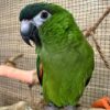 Hahn’s Macaws, hand-fed macaw, tame Hahn’s Macaw, intelligent exotic parrot, vaccinated macaw, domestic parrot shipping, international parrot shipping, The Parrots Exotic Store Hahn’s Macaws, hand-fed macaw, tame Hahn’s Macaw, intelligent exotic parrot, vaccinated macaw, domestic parrot shipping, international parrot shipping, The Parrots Exotic Store