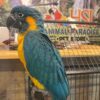 Blue-Throated Macaws, hand-fed macaw, tame Blue-Throated Macaw, intelligent exotic parrot, vaccinated macaw, domestic parrot shipping, international parrot shipping, The Parrots Exotic Store