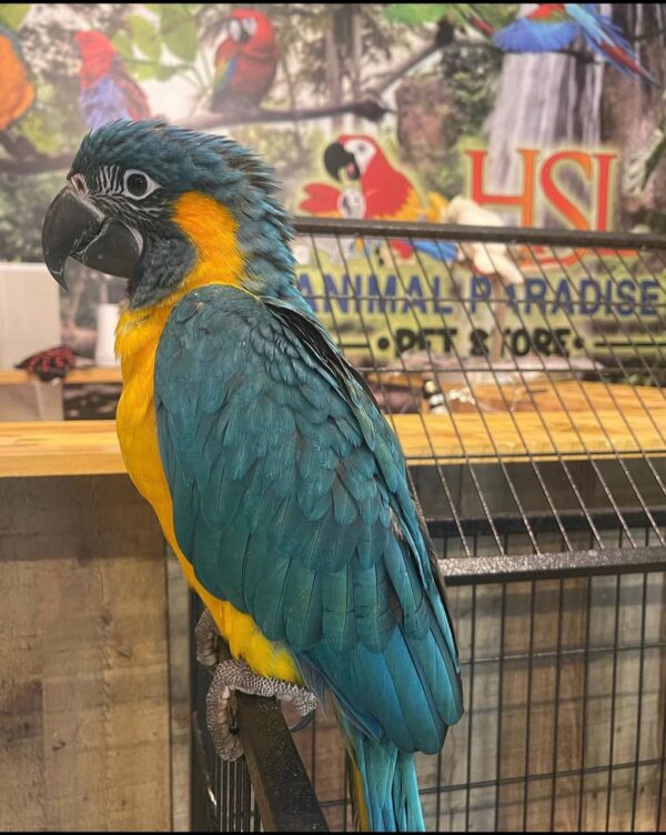 Blue-Throated Macaws, hand-fed macaw, tame Blue-Throated Macaw, intelligent exotic parrot, vaccinated macaw, domestic parrot shipping, international parrot shipping, The Parrots Exotic Store