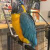 Blue-Throated Macaws, hand-fed macaw, tame Blue-Throated Macaw, intelligent exotic parrot, vaccinated macaw, domestic parrot shipping, international parrot shipping, The Parrots Exotic Store