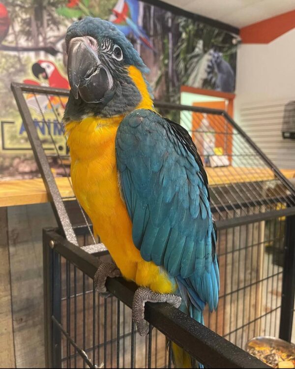 Blue-Throated Macaws, hand-fed macaw, tame Blue-Throated Macaw, intelligent exotic parrot, vaccinated macaw, domestic parrot shipping, international parrot shipping, The Parrots Exotic Store