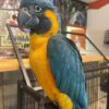 Blue-Throated Macaws, hand-fed macaw, tame Blue-Throated Macaw, intelligent exotic parrot, vaccinated macaw, domestic parrot shipping, international parrot shipping, The Parrots Exotic Store
