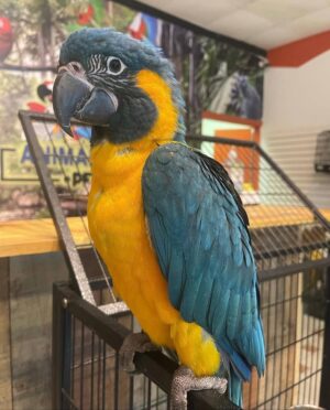 Blue-Throated Macaws, hand-fed macaw, tame Blue-Throated Macaw, intelligent exotic parrot, vaccinated macaw, domestic parrot shipping, international parrot shipping, The Parrots Exotic Store