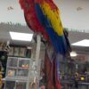 Scarlet Macaws, hand-fed macaw, tame Scarlet Macaw, intelligent exotic parrot, vaccinated macaw, domestic parrot shipping, international parrot shipping, The Parrots Exotic Store