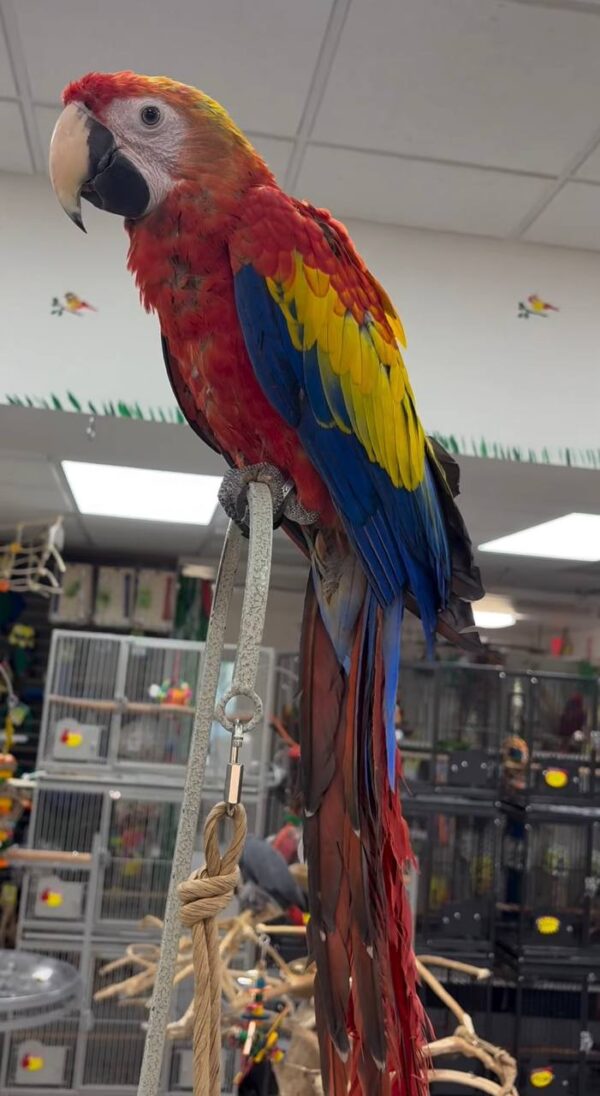 Scarlet Macaws, hand-fed macaw, tame Scarlet Macaw, intelligent exotic parrot, vaccinated macaw, domestic parrot shipping, international parrot shipping, The Parrots Exotic Store