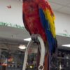 Scarlet Macaws, hand-fed macaw, tame Scarlet Macaw, intelligent exotic parrot, vaccinated macaw, domestic parrot shipping, international parrot shipping, The Parrots Exotic Store
