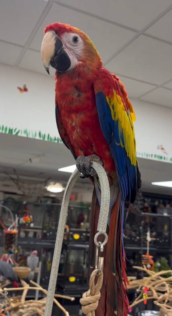 Scarlet Macaws, hand-fed macaw, tame Scarlet Macaw, intelligent exotic parrot, vaccinated macaw, domestic parrot shipping, international parrot shipping, The Parrots Exotic Store