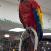 Scarlet Macaws, hand-fed macaw, tame Scarlet Macaw, intelligent exotic parrot, vaccinated macaw, domestic parrot shipping, international parrot shipping, The Parrots Exotic Store