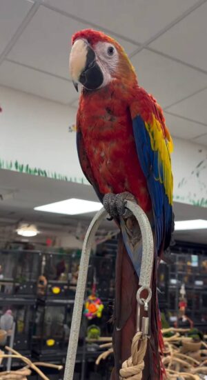 Scarlet Macaws, hand-fed macaw, tame Scarlet Macaw, intelligent exotic parrot, vaccinated macaw, domestic parrot shipping, international parrot shipping, The Parrots Exotic Store