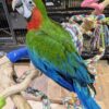Harlequin Macaws, hand-fed macaw, tame Harlequin Macaw, intelligent exotic parrot, vaccinated macaw, domestic parrot shipping, international parrot shipping, The Parrots Exotic Store
