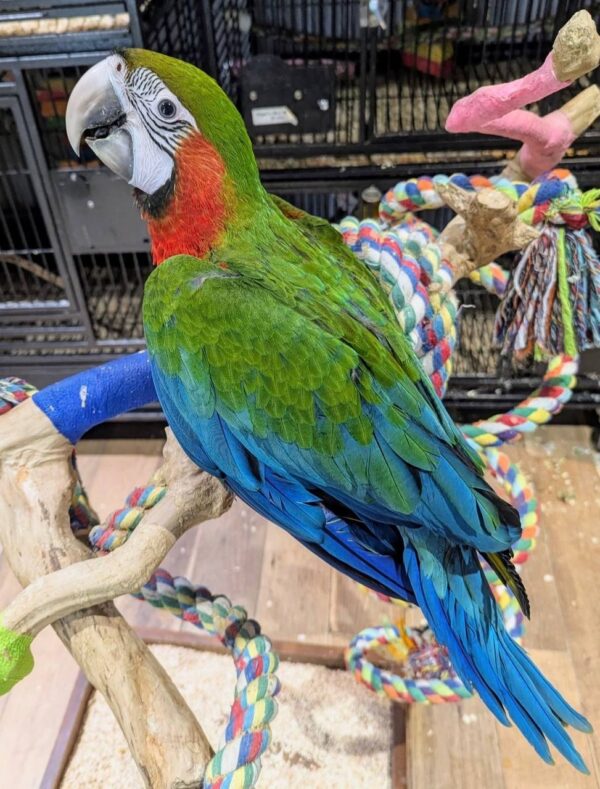 Harlequin Macaws, hand-fed macaw, tame Harlequin Macaw, intelligent exotic parrot, vaccinated macaw, domestic parrot shipping, international parrot shipping, The Parrots Exotic Store