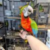 Harlequin Macaws, hand-fed macaw, tame Harlequin Macaw, intelligent exotic parrot, vaccinated macaw, domestic parrot shipping, international parrot shipping, The Parrots Exotic Store