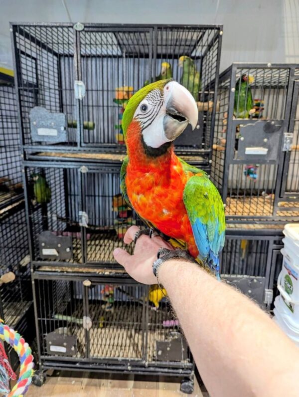 Harlequin Macaws, hand-fed macaw, tame Harlequin Macaw, intelligent exotic parrot, vaccinated macaw, domestic parrot shipping, international parrot shipping, The Parrots Exotic Store