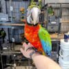Harlequin Macaws, hand-fed macaw, tame Harlequin Macaw, intelligent exotic parrot, vaccinated macaw, domestic parrot shipping, international parrot shipping, The Parrots Exotic Store