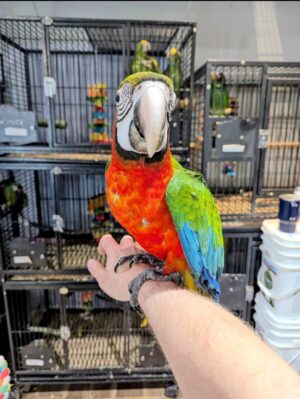 Harlequin Macaws, hand-fed macaw, tame Harlequin Macaw, intelligent exotic parrot, vaccinated macaw, domestic parrot shipping, international parrot shipping, The Parrots Exotic Store