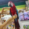 Green-Winged Macaws, hand-fed macaw, tame Green-Winged Macaw, intelligent exotic parrot, vaccinated macaw, domestic parrot shipping, international parrot shipping, The Parrots Exotic Store
