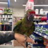 Military Macaws, hand-fed macaw, tame Military Macaw, intelligent exotic parrot, vaccinated macaw, domestic parrot shipping, international parrot shipping, The Parrots Exotic Store Military Macaws, hand-fed macaw, tame Military Macaw, intelligent exotic parrot, vaccinated macaw, domestic parrot shipping, international parrot shipping, The Parrots Exotic Store