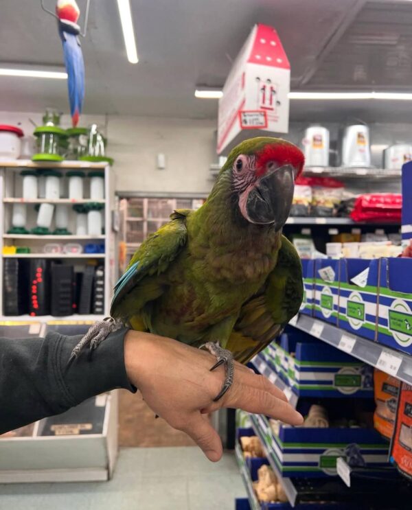 Military Macaws, hand-fed macaw, tame Military Macaw, intelligent exotic parrot, vaccinated macaw, domestic parrot shipping, international parrot shipping, The Parrots Exotic Store Military Macaws, hand-fed macaw, tame Military Macaw, intelligent exotic parrot, vaccinated macaw, domestic parrot shipping, international parrot shipping, The Parrots Exotic Store