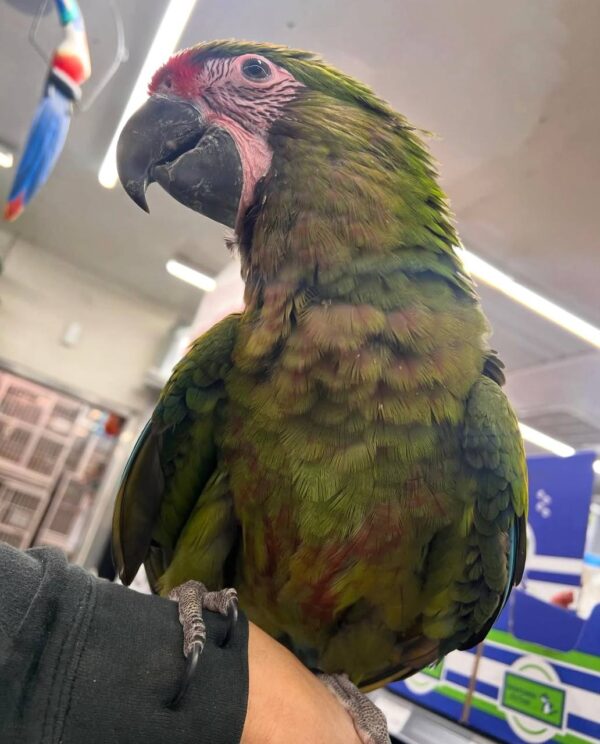 Military Macaws, hand-fed macaw, tame Military Macaw, intelligent exotic parrot, vaccinated macaw, domestic parrot shipping, international parrot shipping, The Parrots Exotic Store Military Macaws, hand-fed macaw, tame Military Macaw, intelligent exotic parrot, vaccinated macaw, domestic parrot shipping, international parrot shipping, The Parrots Exotic Store