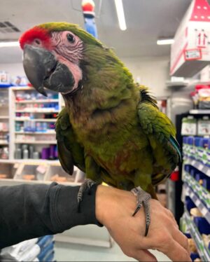 Military Macaws, hand-fed macaw, tame Military Macaw, intelligent exotic parrot, vaccinated macaw, domestic parrot shipping, international parrot shipping, The Parrots Exotic Store