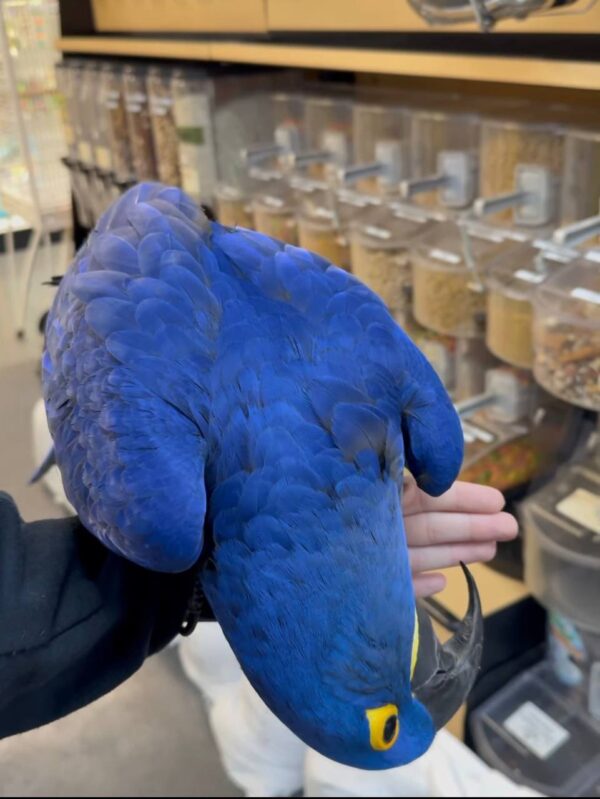 Hyacinth Macaws, hand-fed macaw, tame Hyacinth Macaw, intelligent exotic parrot, vaccinated macaw, domestic parrot shipping, international parrot shipping, The Parrots Exotic Store
