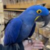 Hyacinth Macaws, hand-fed macaw, tame Hyacinth Macaw, intelligent exotic parrot, vaccinated macaw, domestic parrot shipping, international parrot shipping, The Parrots Exotic Store