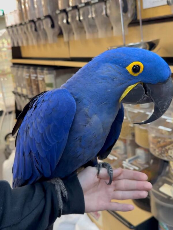 Hyacinth Macaws, hand-fed macaw, tame Hyacinth Macaw, intelligent exotic parrot, vaccinated macaw, domestic parrot shipping, international parrot shipping, The Parrots Exotic Store