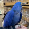 Hyacinth Macaws, hand-fed macaw, tame Hyacinth Macaw, intelligent exotic parrot, vaccinated macaw, domestic parrot shipping, international parrot shipping, The Parrots Exotic Store