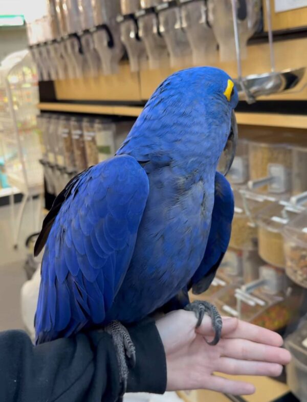 Hyacinth Macaws, hand-fed macaw, tame Hyacinth Macaw, intelligent exotic parrot, vaccinated macaw, domestic parrot shipping, international parrot shipping, The Parrots Exotic Store