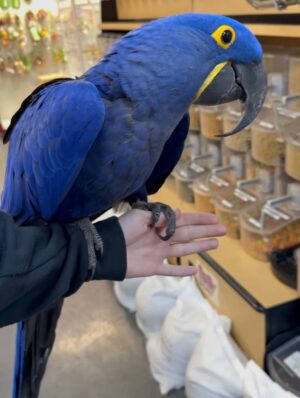 Hyacinth Macaws, hand-fed macaw, tame Hyacinth Macaw, intelligent exotic parrot, vaccinated macaw, domestic parrot shipping, international parrot shipping, The Parrots Exotic Store