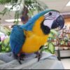 Blue and Gold Macaws, hand-fed macaw, tame Blue and Gold Macaw, intelligent exotic parrot, vaccinated macaw, domestic parrot shipping, international parrot shipping, The Parrots Exotic Store