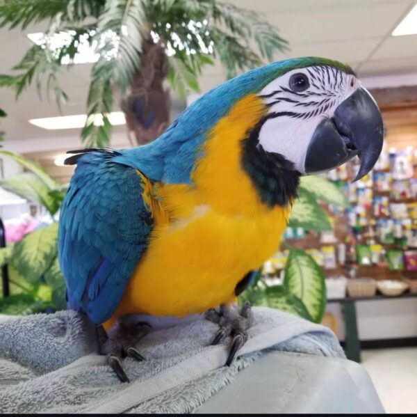 Blue and Gold Macaws, hand-fed macaw, tame Blue and Gold Macaw, intelligent exotic parrot, vaccinated macaw, domestic parrot shipping, international parrot shipping, The Parrots Exotic Store