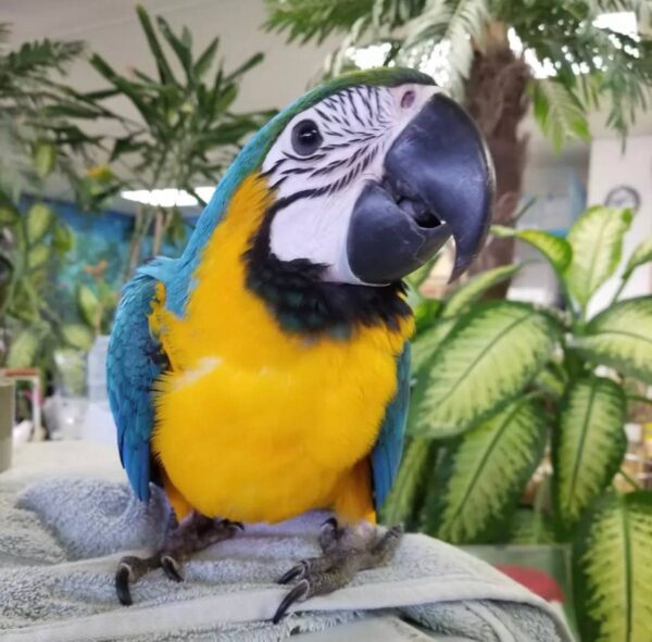 Blue and Gold Macaws, hand-fed macaw, tame Blue and Gold Macaw, intelligent exotic parrot, vaccinated macaw, domestic parrot shipping, international parrot shipping, The Parrots Exotic Store