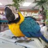 Blue and Gold Macaws, hand-fed macaw, tame Blue and Gold Macaw, intelligent exotic parrot, vaccinated macaw, domestic parrot shipping, international parrot shipping, The Parrots Exotic Store