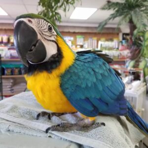 Blue and Gold Macaws, hand-fed macaw, tame Blue and Gold Macaw, intelligent exotic parrot, vaccinated macaw, domestic parrot shipping, international parrot shipping, The Parrots Exotic Store