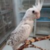 White Face Pearl Cockatiels, White Face Pearl Cockatiel for sale, Hand-fed White Face Pearl Cockatiel, Tame Pearl Cockatiel, Baby White Face Cockatiel, Pearl mutation cockatiel, White face cockatiel breeder, Gentle pet cockatiel, Intelligent companion bird, Vaccinated cockatiel, Small pet parrot, Apartment friendly bird, Domestic parrot shipping, International parrot shipping, Healthy White Face Pearl Cockatiel, Family companion bird, The Parrots Exotic Store