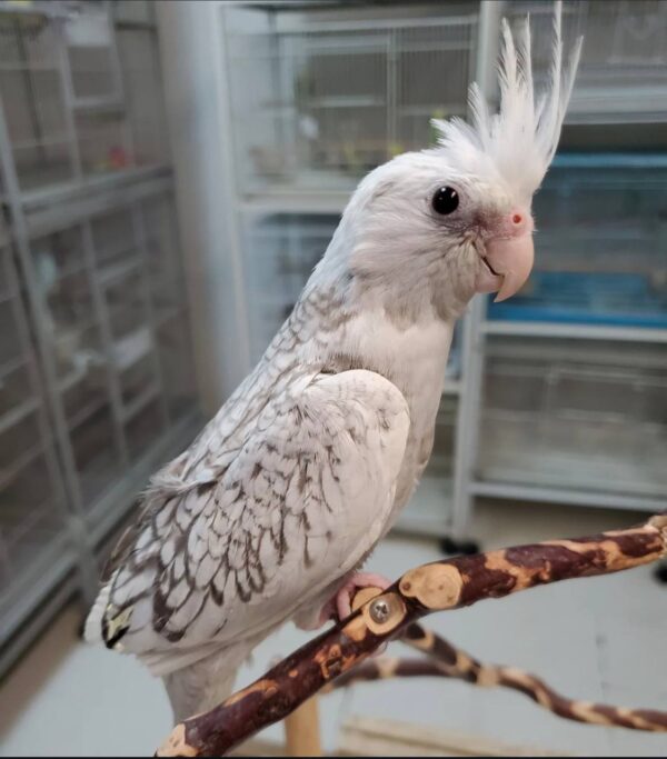 White Face Pearl Cockatiels, White Face Pearl Cockatiel for sale, Hand-fed White Face Pearl Cockatiel, Tame Pearl Cockatiel, Baby White Face Cockatiel, Pearl mutation cockatiel, White face cockatiel breeder, Gentle pet cockatiel, Intelligent companion bird, Vaccinated cockatiel, Small pet parrot, Apartment friendly bird, Domestic parrot shipping, International parrot shipping, Healthy White Face Pearl Cockatiel, Family companion bird, The Parrots Exotic Store